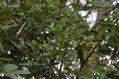 Toddalia asiatica